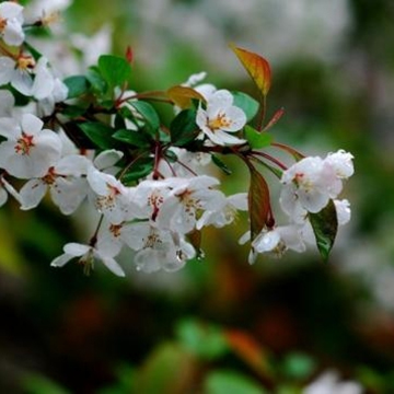 一树梨花压海棠是什么意思？