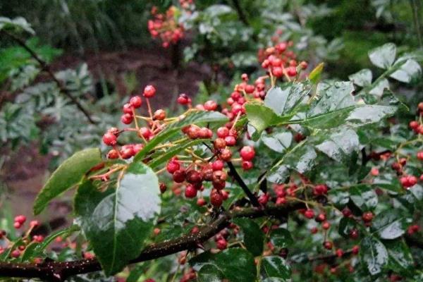 山茱萸栽培技术