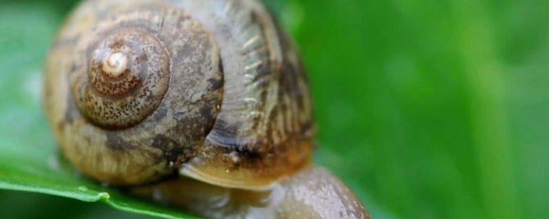 什么样的蜗牛有毒,可食用的是哪种