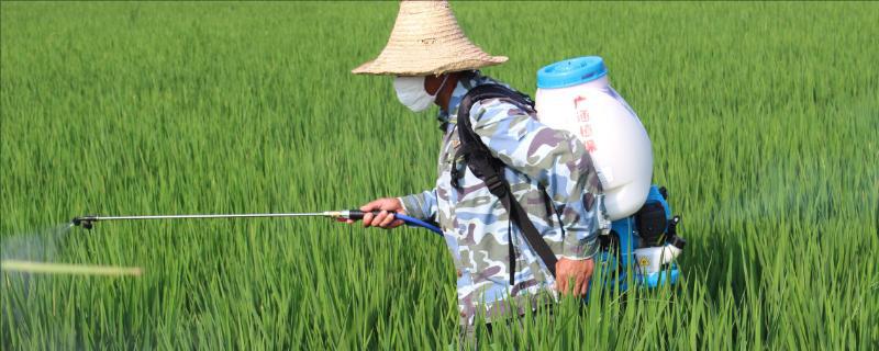 锄草药喷洒多久下雨没事，什么时候喷洒效果好