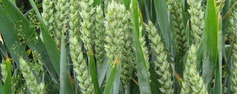 郑科168小麦品种图片