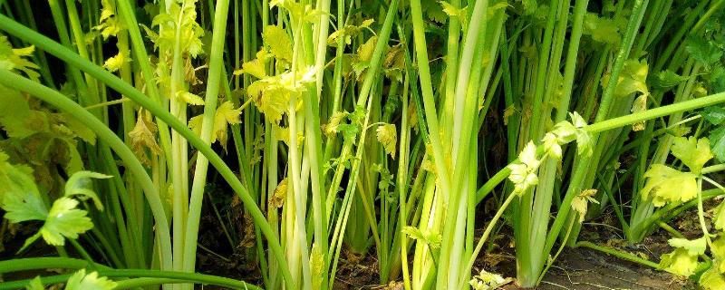 芹菜生腻虫怎么治，是什么原因引起的？什么时候