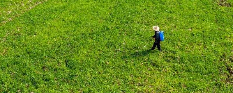 农药毒死蜱的用途，对豆类有什么影响