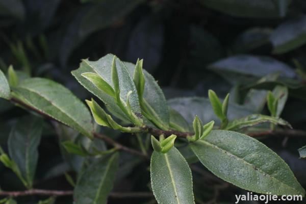 丘陵地区适合种植什么