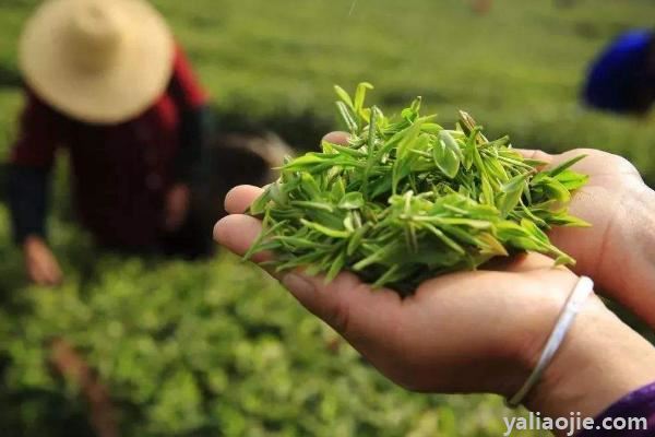 丘陵地区适合种植什么