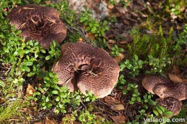 云南野生菌种类图及名