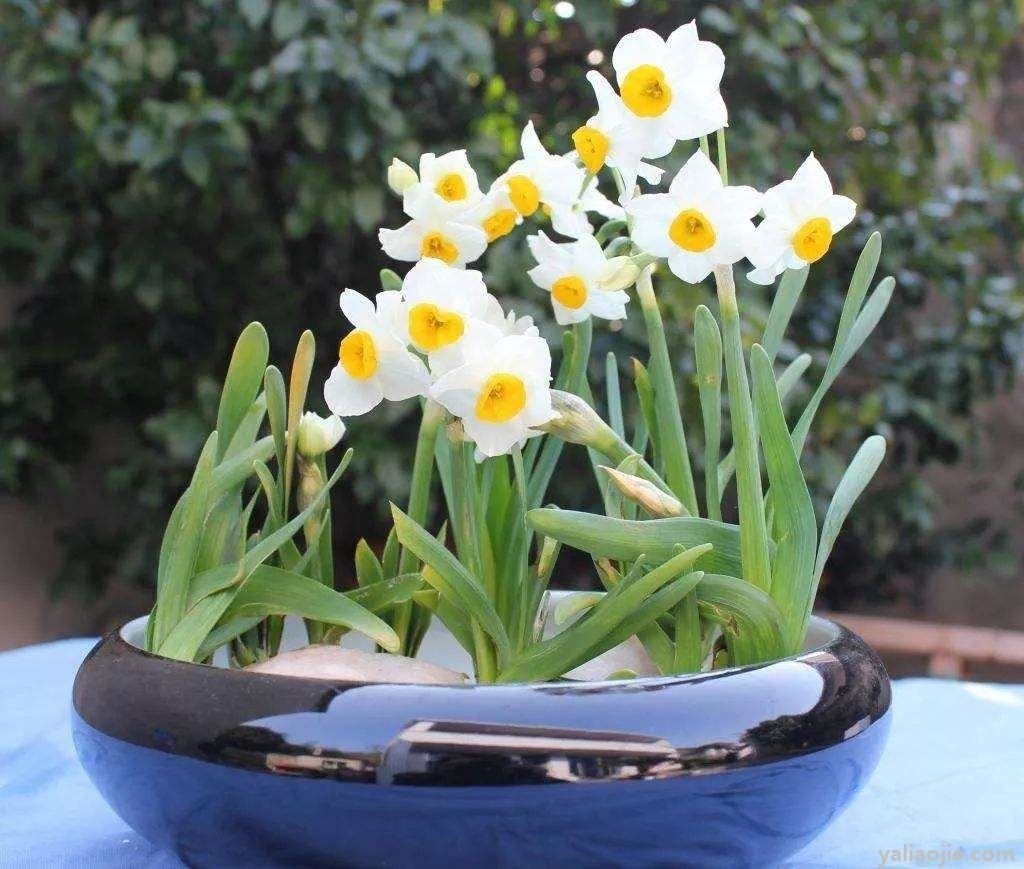 水仙花怎么种植方法(水仙花怎么种植方法视频)