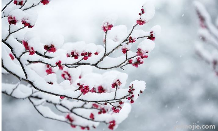 关于大雪节气的谚语及诗句有哪些？