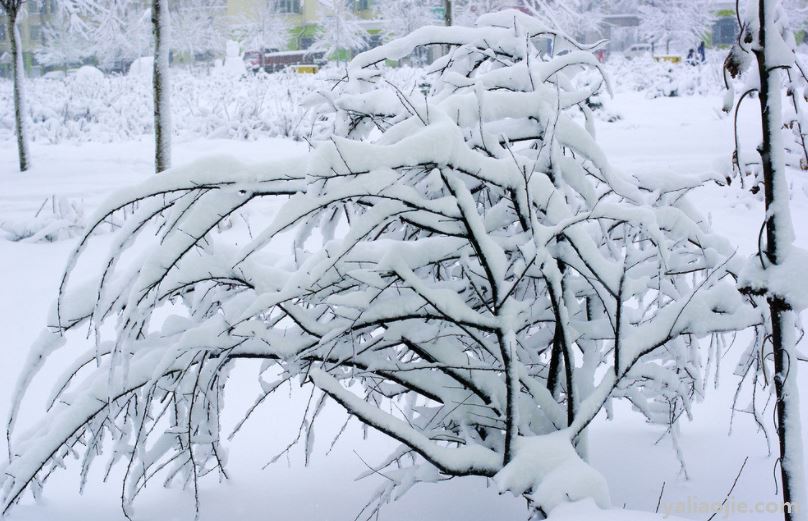 大雪节气的谚语有哪些？