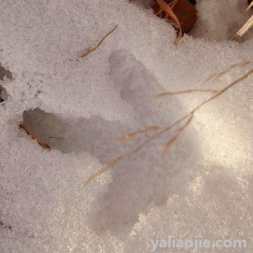 雪泥鸿爪出自哪首诗？