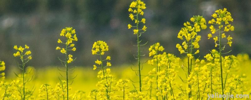 油菜管理技术要点，霜霉病如何防治