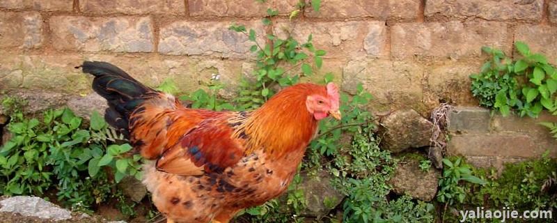 黄油鸡和普通鸡区别，是什么品种的鸡