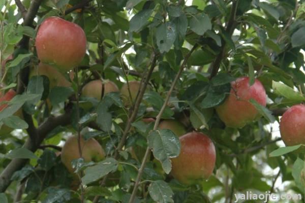 54种苹果品种介绍