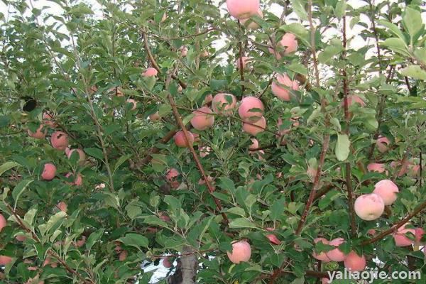 54种苹果品种介绍