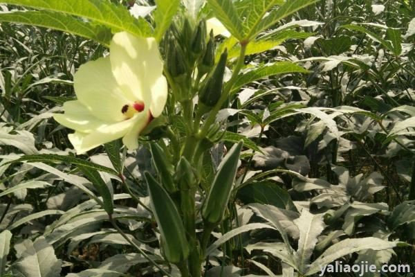 大棚药材种植项目