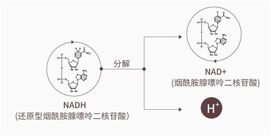 从赛立复NMN到赛立复NADH，突破的技术有哪些？