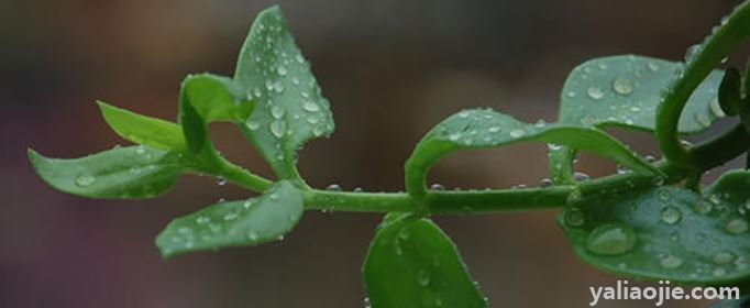 春雨贵如油下一句是什么？