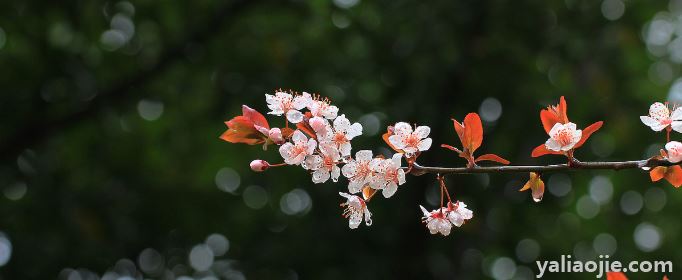 有关春雨像什么一样轻轻的落在地上的句子有哪些？