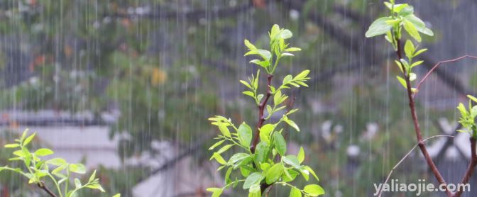 有关春雨像什么一样轻轻的落在地上的句子有哪些？