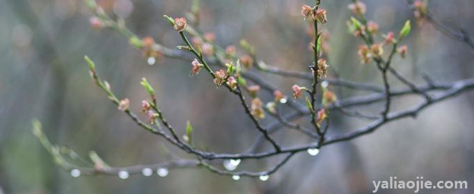 春雨贵如油整首古诗全文是什么？