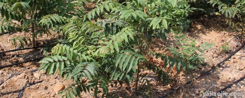 香椿大棚矮化种植技术，密植一亩地多少棵