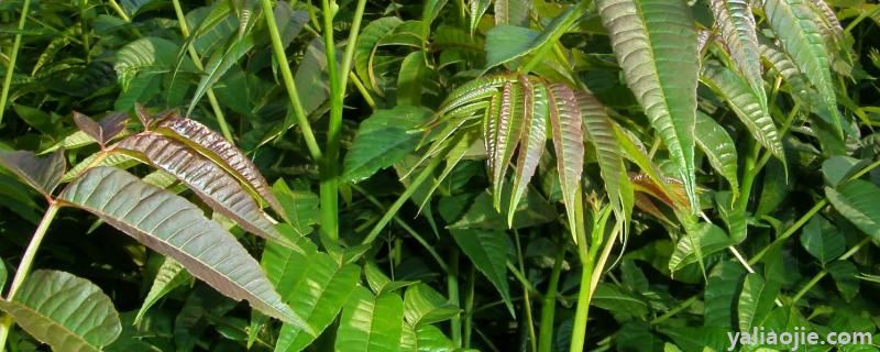 香椿的种植方法和时间，附管理方法