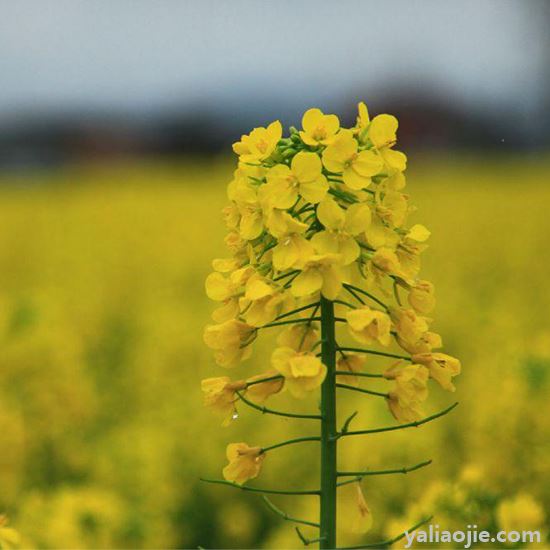 江西婺源几月份去看油菜花最好？