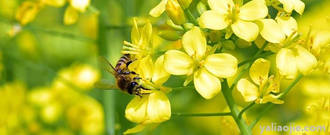 婺源看油菜花几月最好？旅游攻略是怎样的？