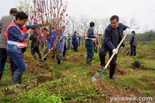 关于植树造林的公益用语有哪些？