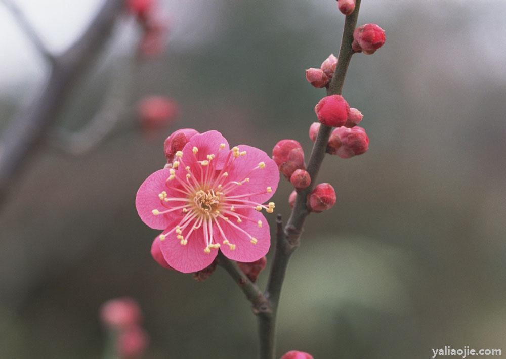 国花是什么花？