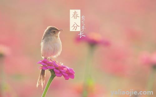 春分節氣的特點和風俗是什麼