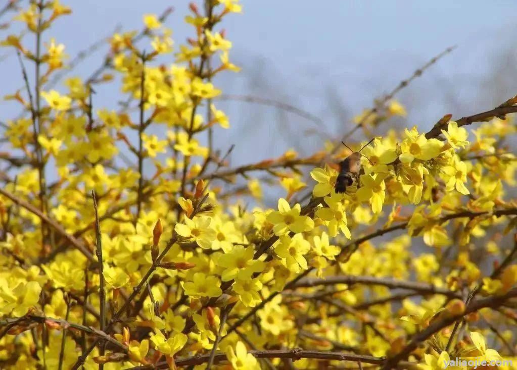 迎春花的樣子如何描寫