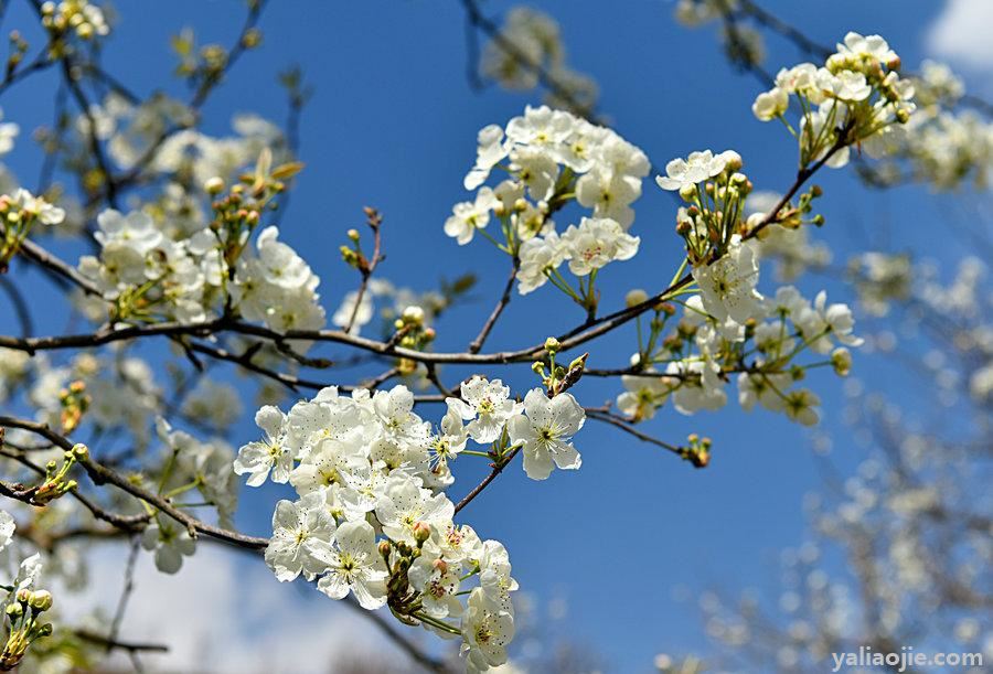 梨花是什么季节开的？