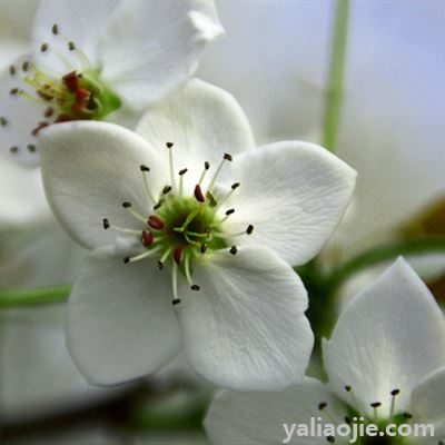 梨花是什么季节开的？梨花一般是什么季节开的