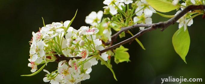 梨花是什么季节开的？