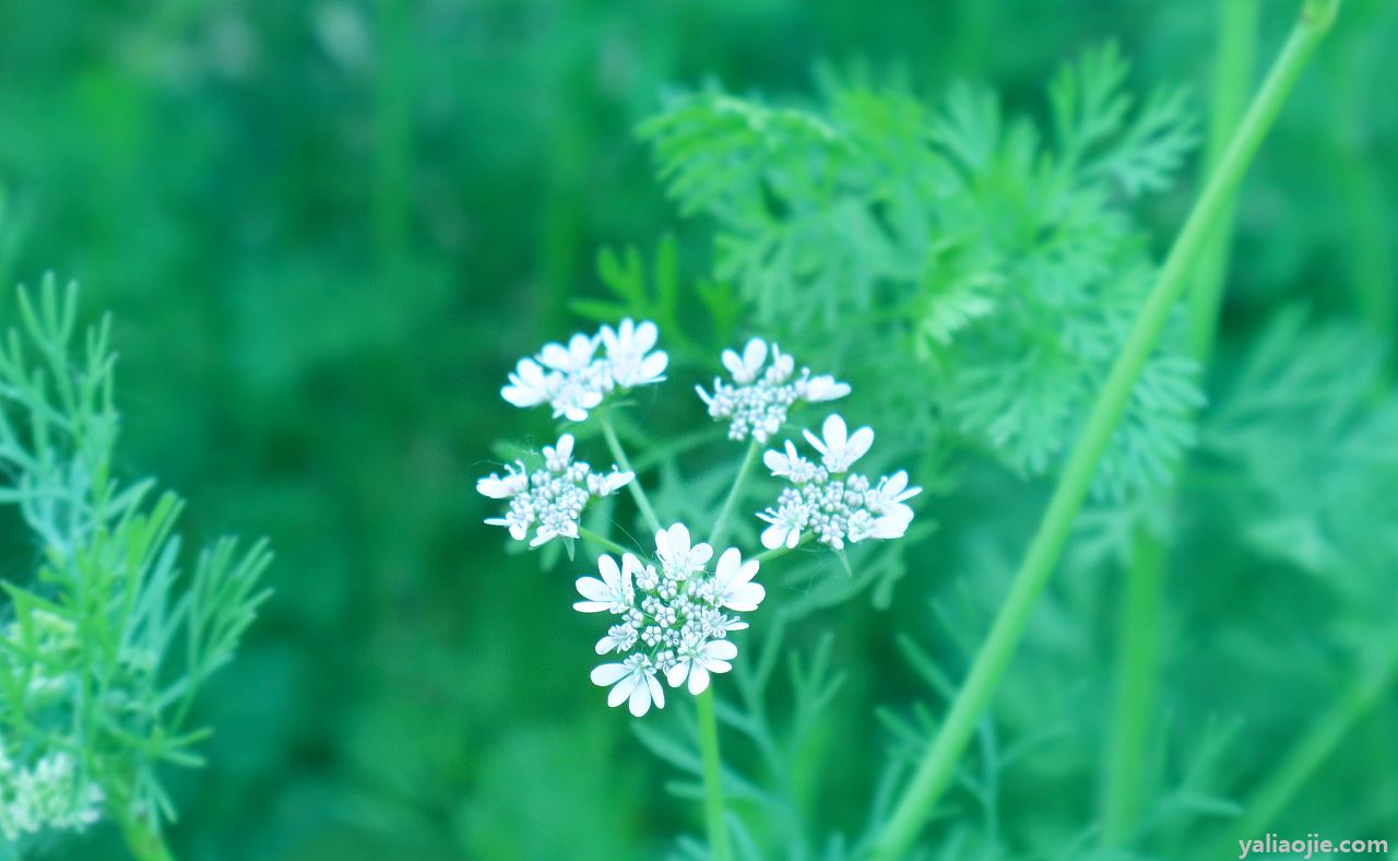 初夏的唯美句子有哪些？