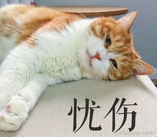 猫咪为什么不能随便送人？