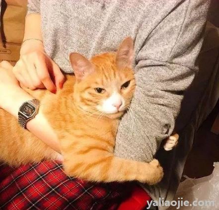 猫咪为什么总是睡在你身旁？