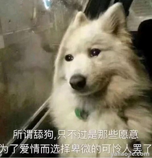 舔狗的最高境界句子有哪些？