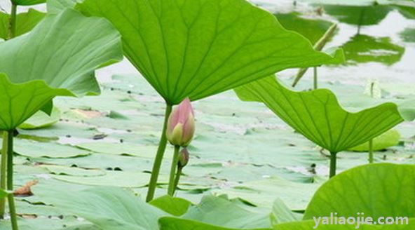 小池描写的是哪个季节？