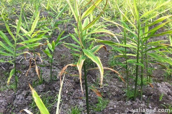 生姜病害识别与防治药剂