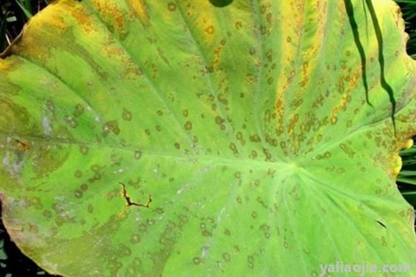 芋头常见病虫害的防治方法