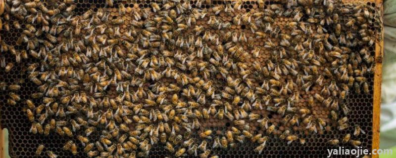 怎样知道要分蜂了，分蜂是每年的几月份