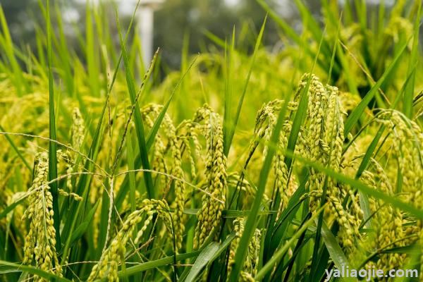 水稻害虫的综合防治措施