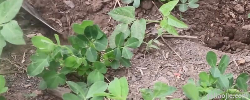 花生打了除草剂几天能打套餐，花生套餐打后下雨需要重打吗