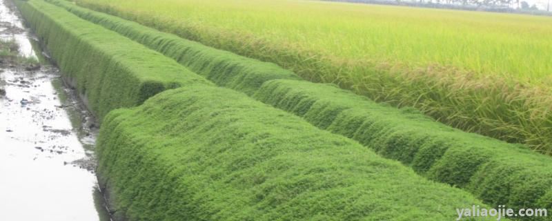 水稻田埂除草最佳配方，除草剂什么时候打效果好