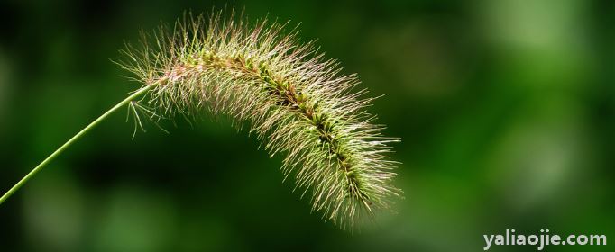 狗尾巴草的花语是什么？狗尾巴草的花语是什么