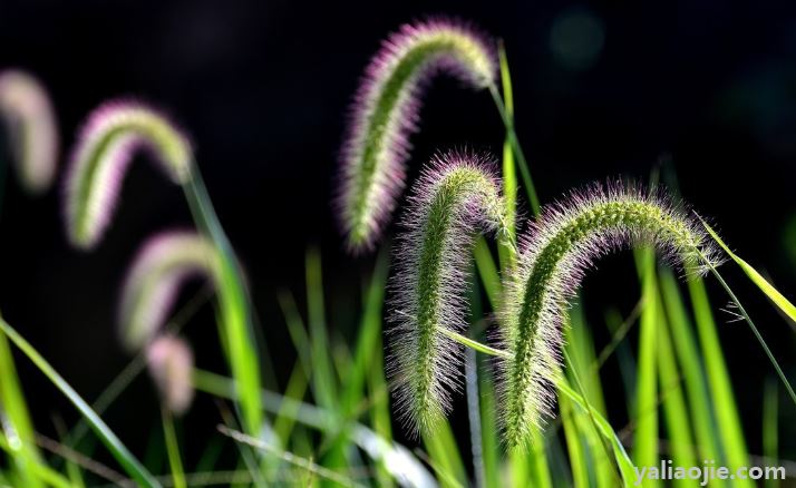 狗尾巴草的花语是什么？狗尾巴草的花语是什么意思