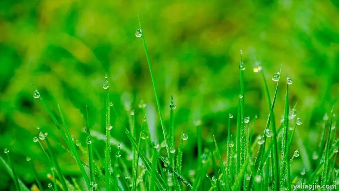 好雨知时节运用了什么修辞手法？好雨知时节