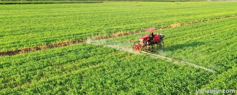 大豆田苗后除草剂最佳配方，什么时候喷洒效果好